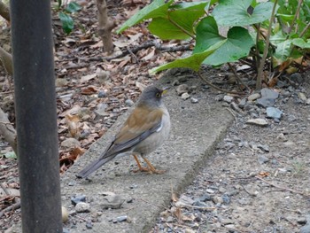 Pale Thrush Higashitakane Forest park Sat, 3/23/2024