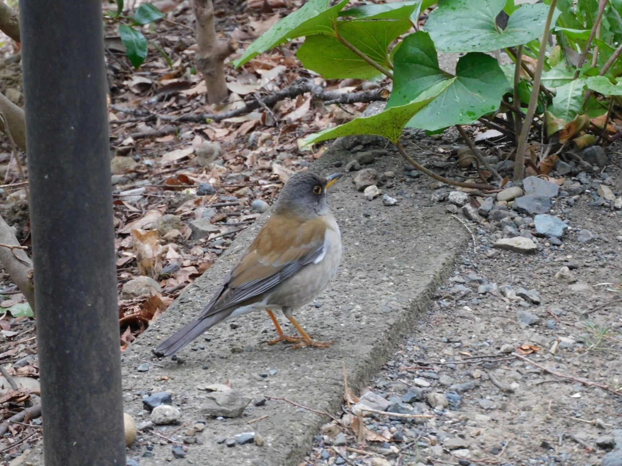 Photo of Pale Thrush at Higashitakane Forest park by 杜鵑