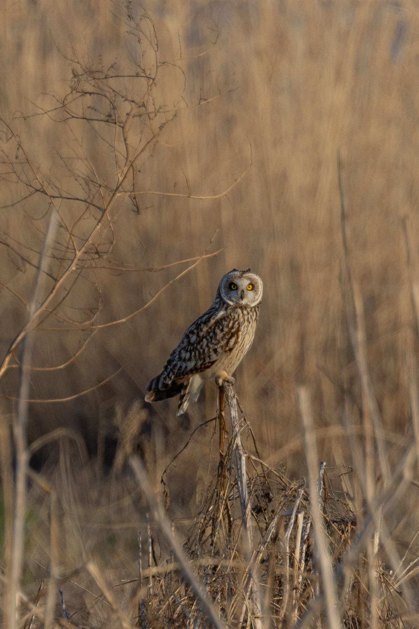 埼玉県内 コミミズクの写真 by takumi