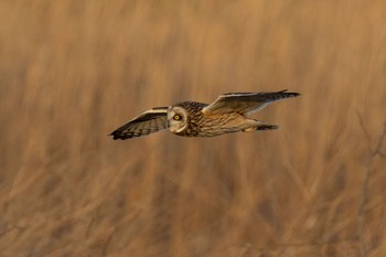 Short-eared Owl 埼玉県内 Sat, 3/23/2024