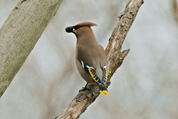 Bohemian Waxwing Unknown Spots Sat, 3/23/2024