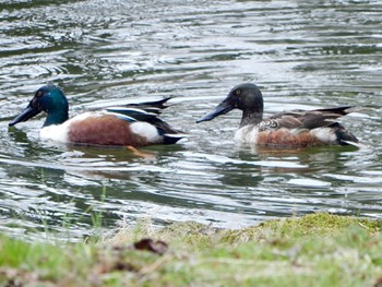 Northern Shoveler Shinjuku Gyoen National Garden Sat, 3/23/2024