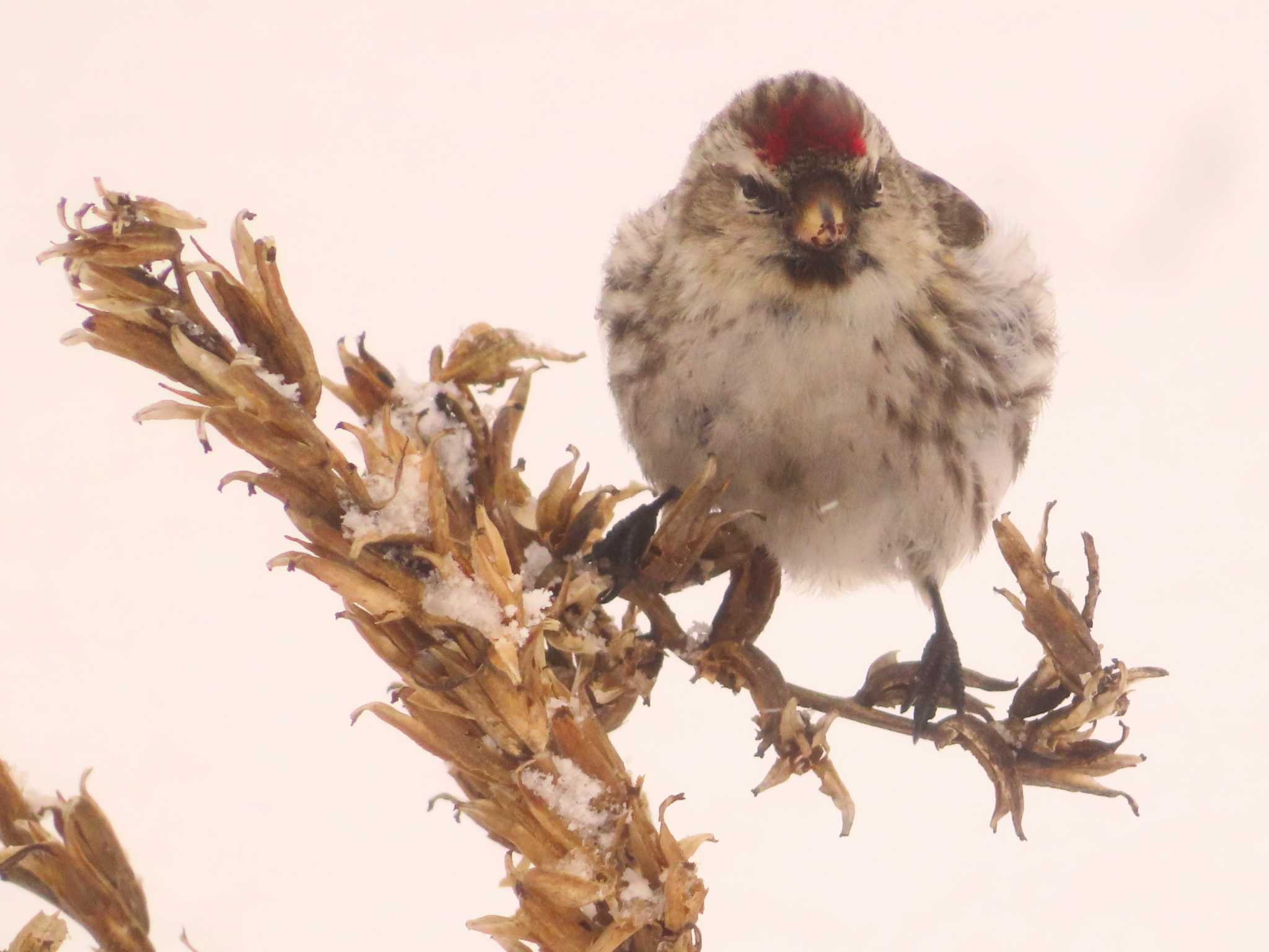 Common Redpoll