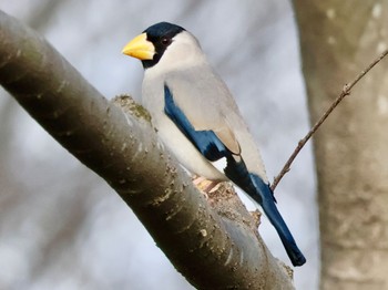 Japanese Grosbeak Asaba Biotope Sun, 3/17/2024