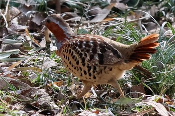 Chinese Bamboo Partridge Asaba Biotope Sun, 3/17/2024