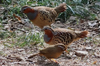 Chinese Bamboo Partridge Asaba Biotope Sun, 3/17/2024