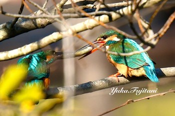 Common Kingfisher こども自然公園 (大池公園/横浜市)2 Fri, 3/22/2024