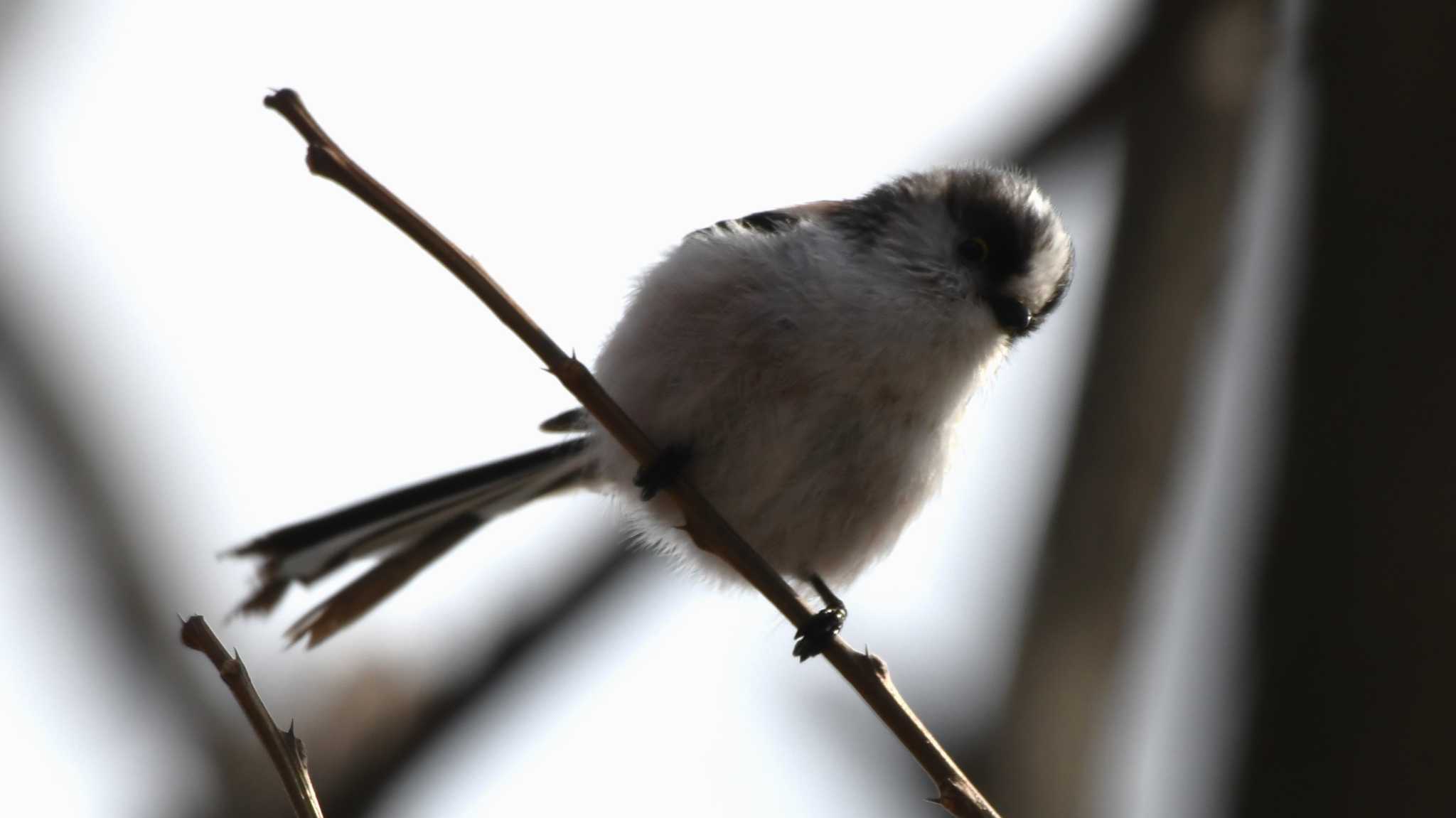 小諸発電所第一調整池(杉の木貯水池) エナガの写真 by ao1000