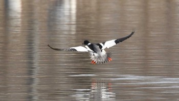 カワアイサ 小諸発電所第一調整池(杉の木貯水池) 2024年3月23日(土)