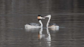 Sat, 3/23/2024 Birding report at 小諸発電所第一調整池(杉の木貯水池)