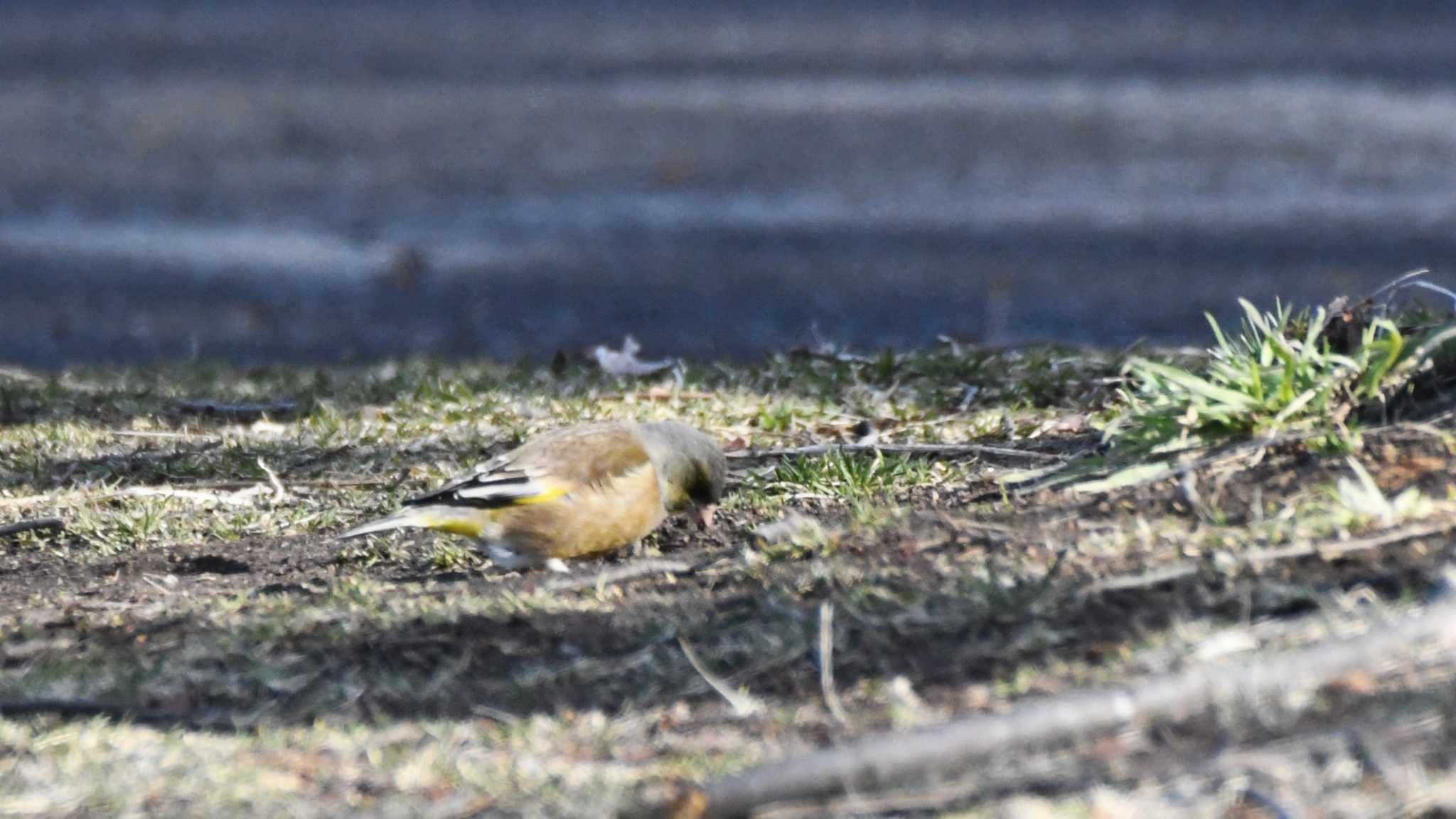 小諸発電所第一調整池(杉の木貯水池) カワラヒワの写真 by ao1000