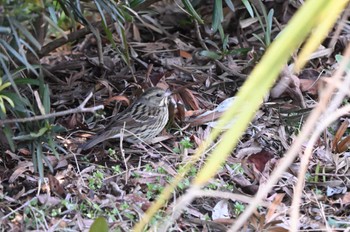 Masked Bunting 千葉県成田市 Sun, 2/11/2024