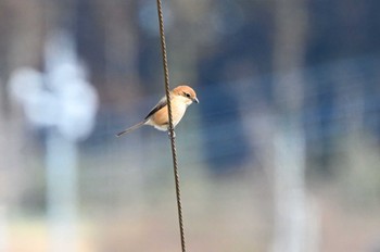 Bull-headed Shrike 千葉県成田市 Sun, 2/11/2024