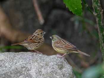 Masked Bunting 横浜市立金沢自然公園 Fri, 3/22/2024