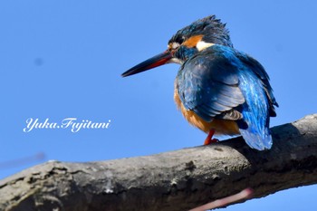 Common Kingfisher Kodomo Shizen Park Fri, 3/22/2024