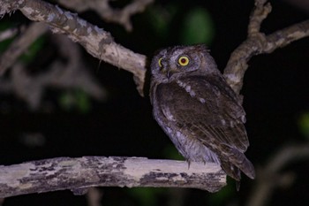 Ryukyu Scops Owl Amami Island(General) Sat, 3/23/2024