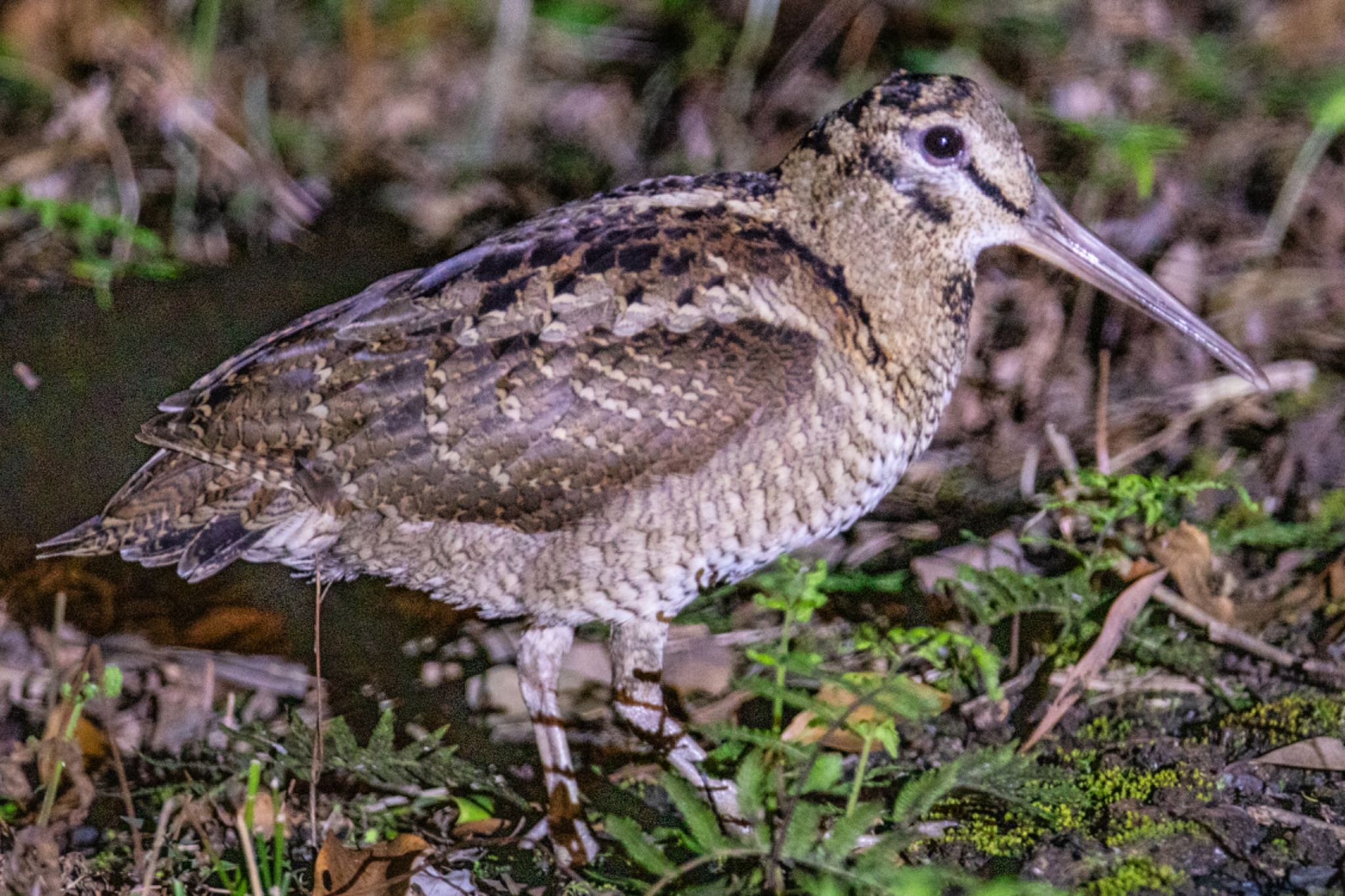 Photo of Amami Woodcock at Amami Island(General) by 東海林太郎