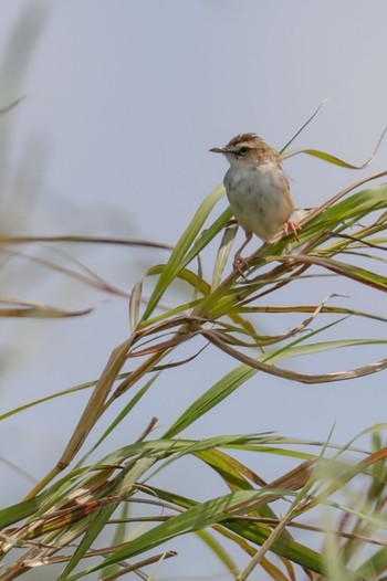 Zitting Cisticola Amami Island(General) Thu, 3/21/2024