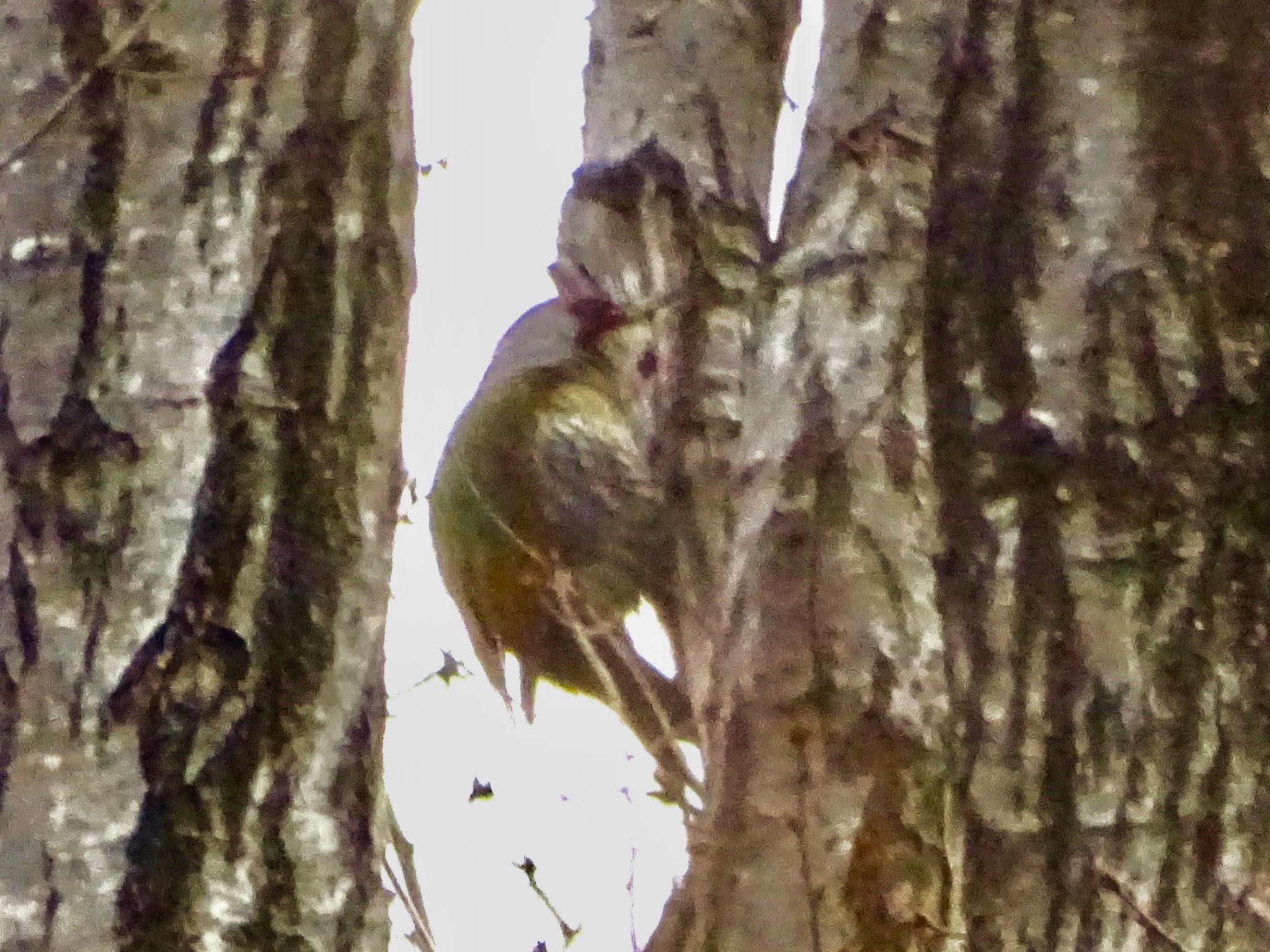 Japanese Green Woodpecker