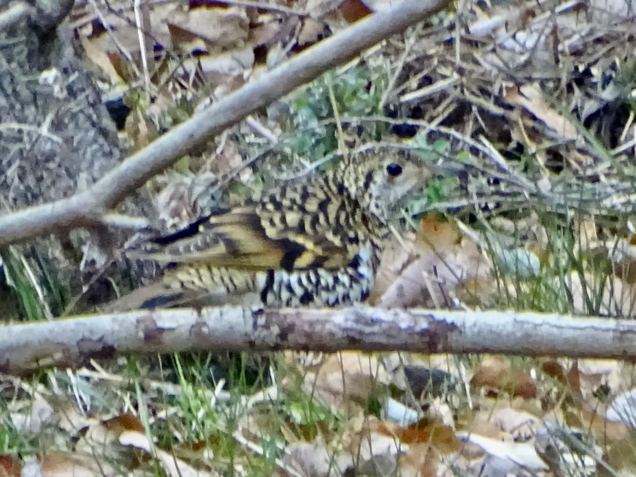 White's Thrush