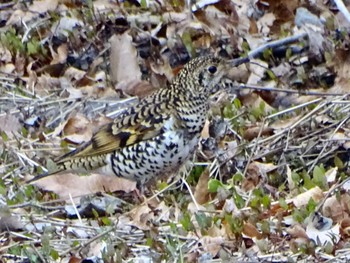 White's Thrush Maioka Park Sat, 3/23/2024