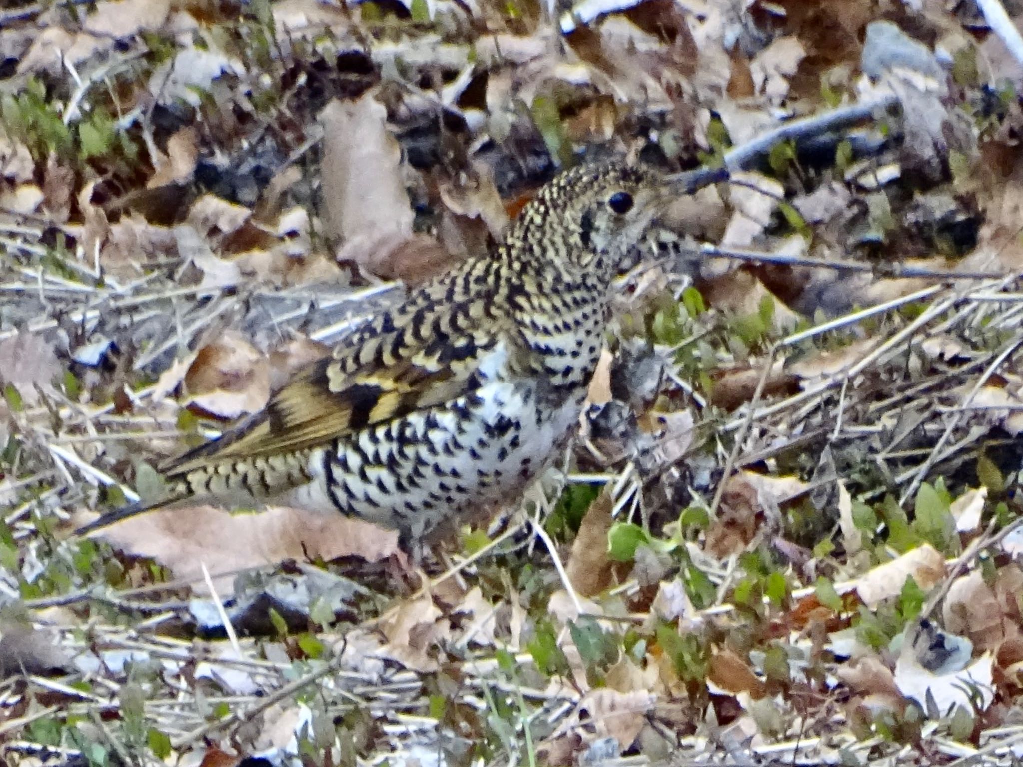 White's Thrush