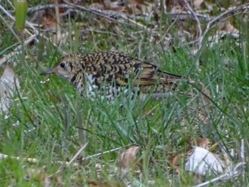 White's Thrush Maioka Park Sat, 3/23/2024