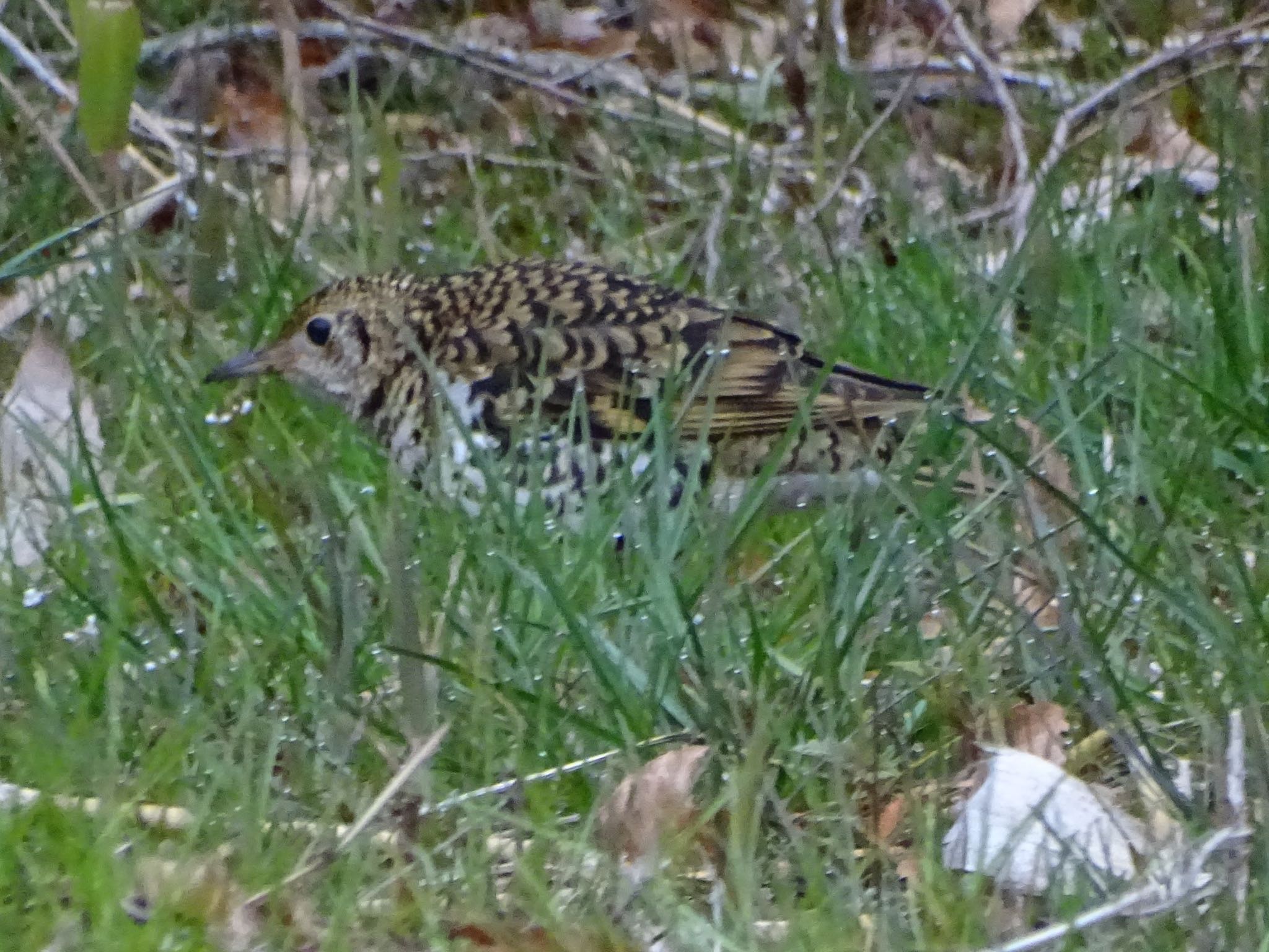 White's Thrush