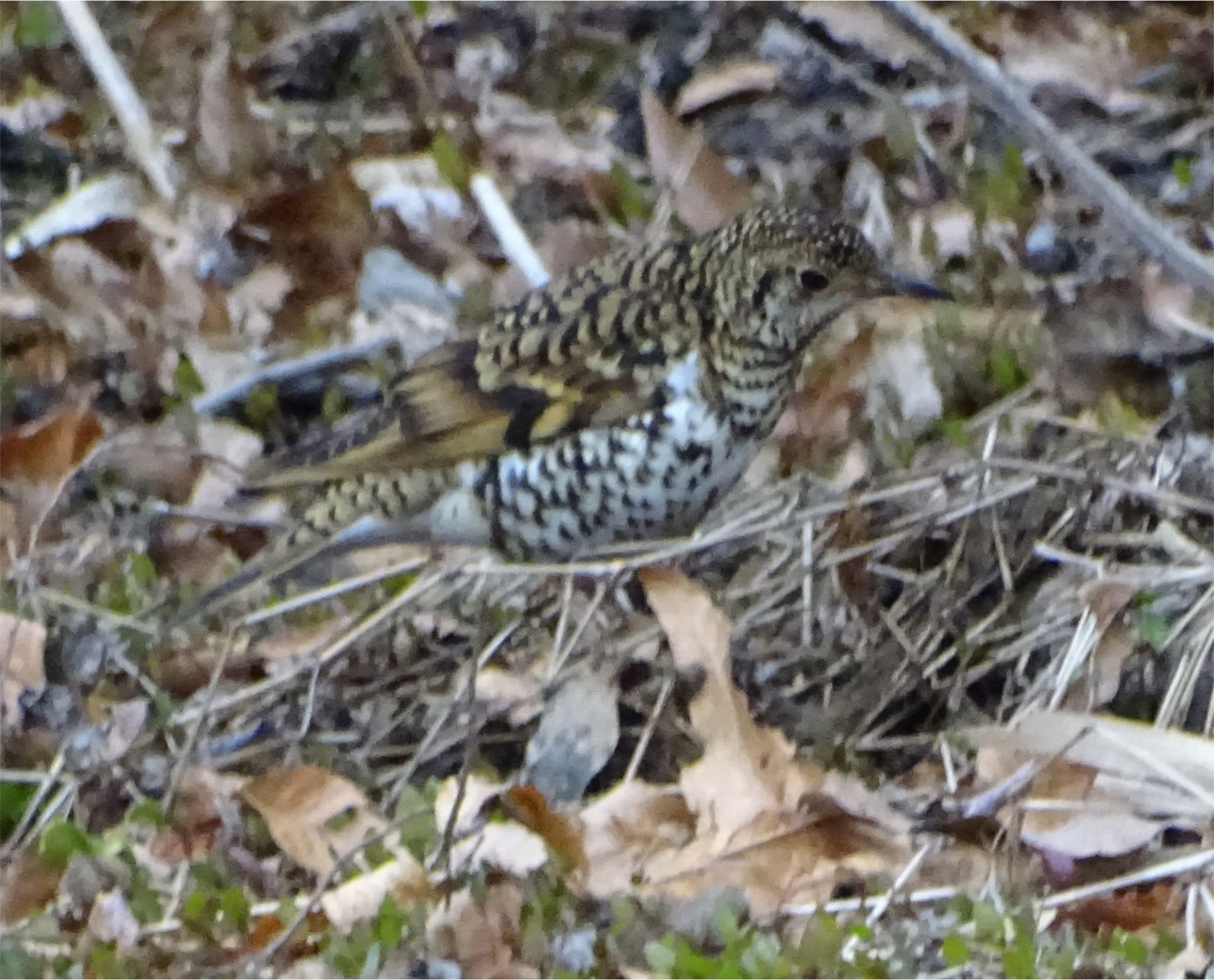 White's Thrush