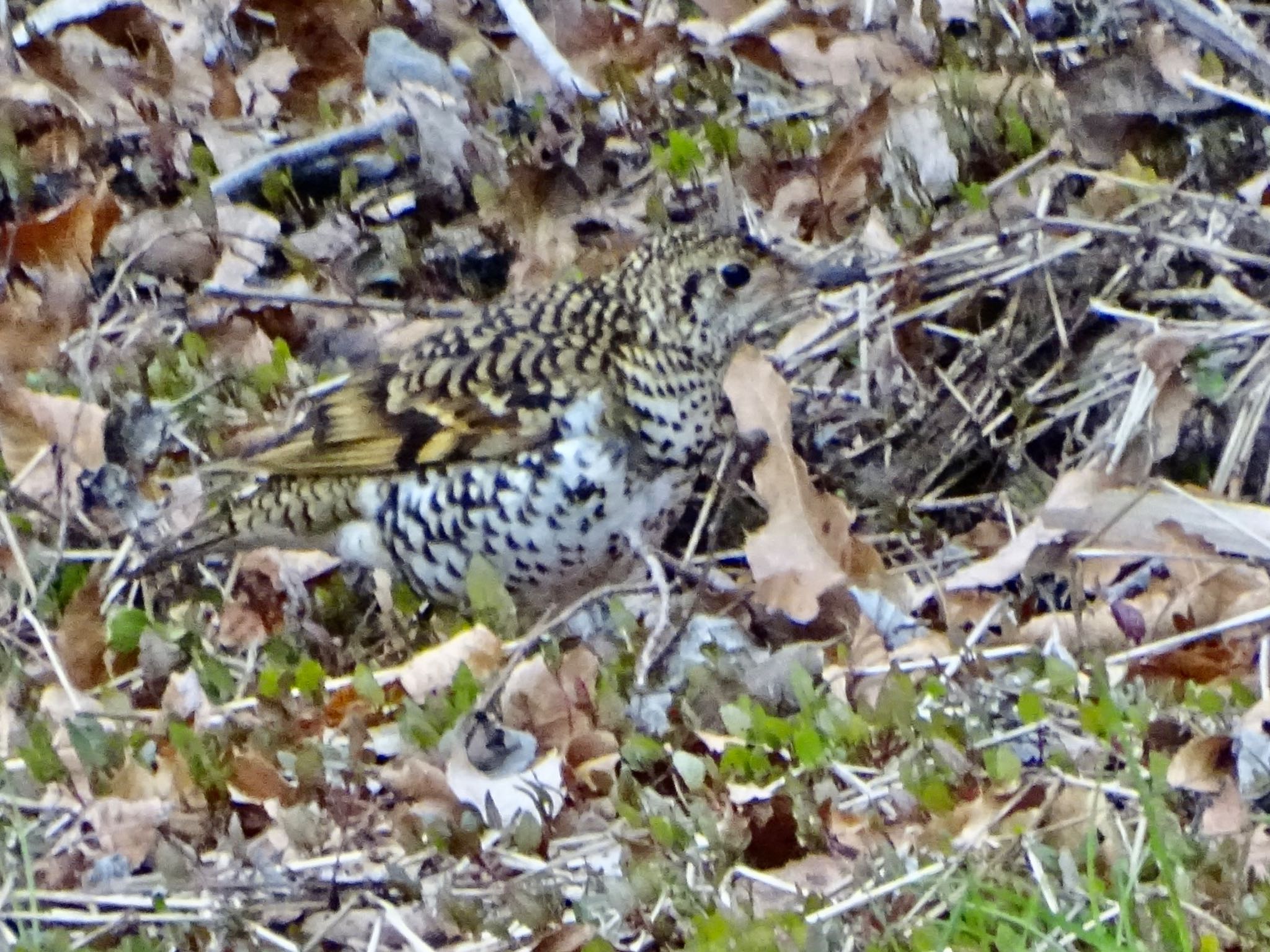 White's Thrush