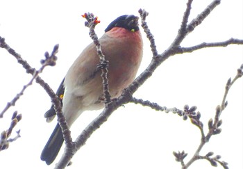 2024年3月23日(土) 舞岡公園の野鳥観察記録