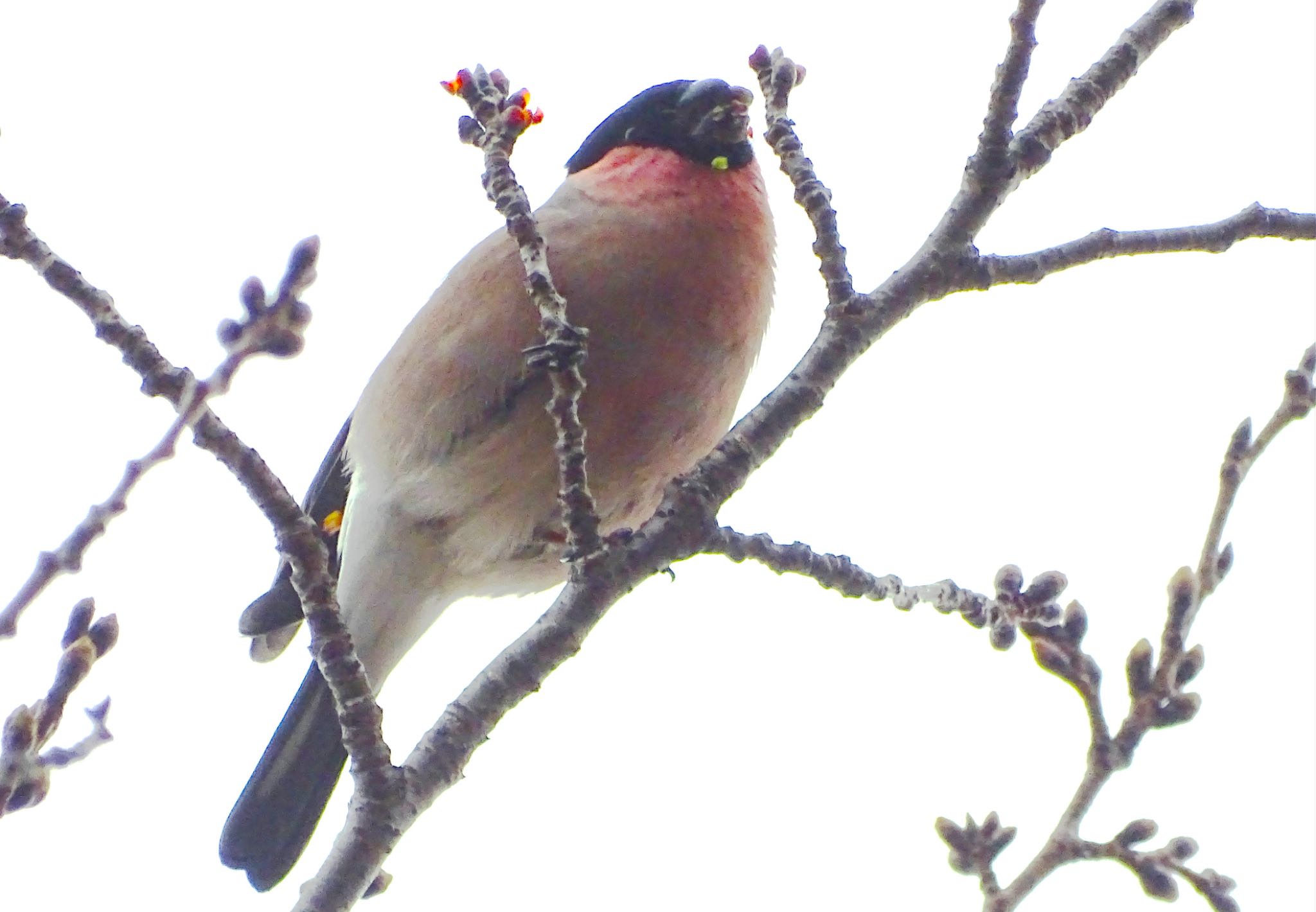 Eurasian Bullfinch