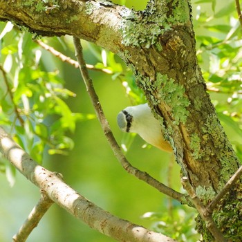 2021年8月29日(日) 会津裏磐梯の野鳥観察記録