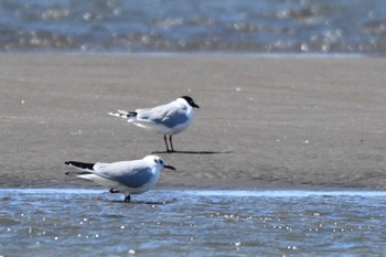 ズグロカモメ ふなばし三番瀬海浜公園 2024年3月21日(木)