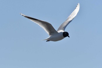 Saunders's Gull Sambanze Tideland Thu, 3/21/2024