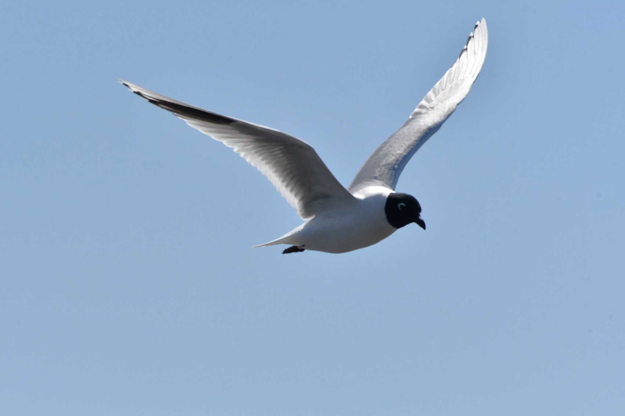 Photo of Saunders's Gull at Sambanze Tideland by geto