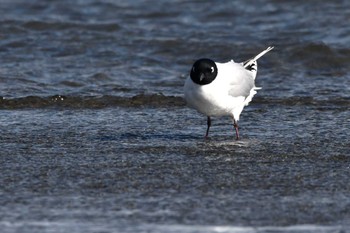 ズグロカモメ ふなばし三番瀬海浜公園 2024年3月21日(木)