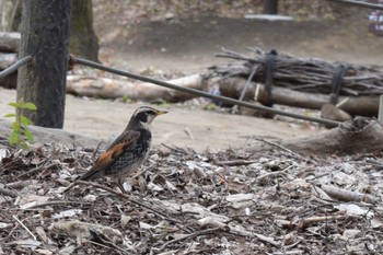 Dusky Thrush ＭＦ Sat, 3/23/2024