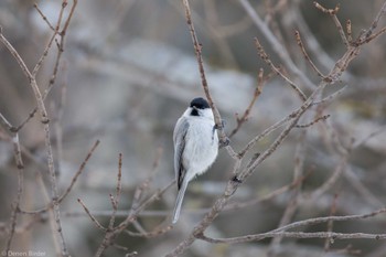 Marsh Tit 標津川 Sat, 3/16/2024