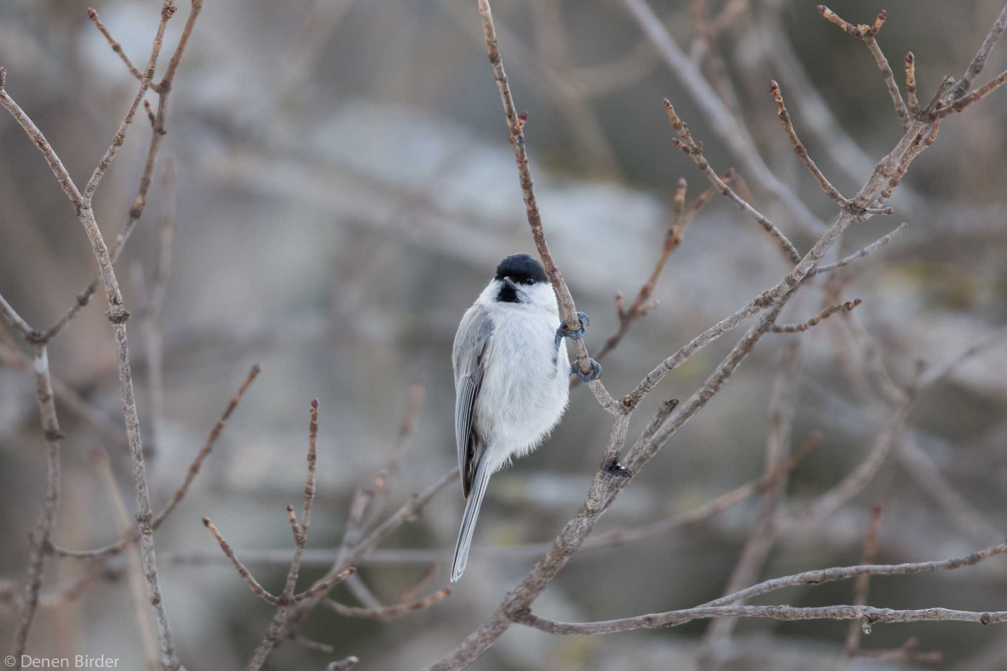 標津川 ハシブトガラの写真 by 田園Birder