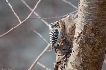 Japanese Pygmy Woodpecker(seebohmi) 標津川 Sat, 3/16/2024