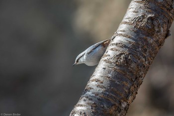 Eurasian Nuthatch(asiatica) 標津川 Sat, 3/16/2024