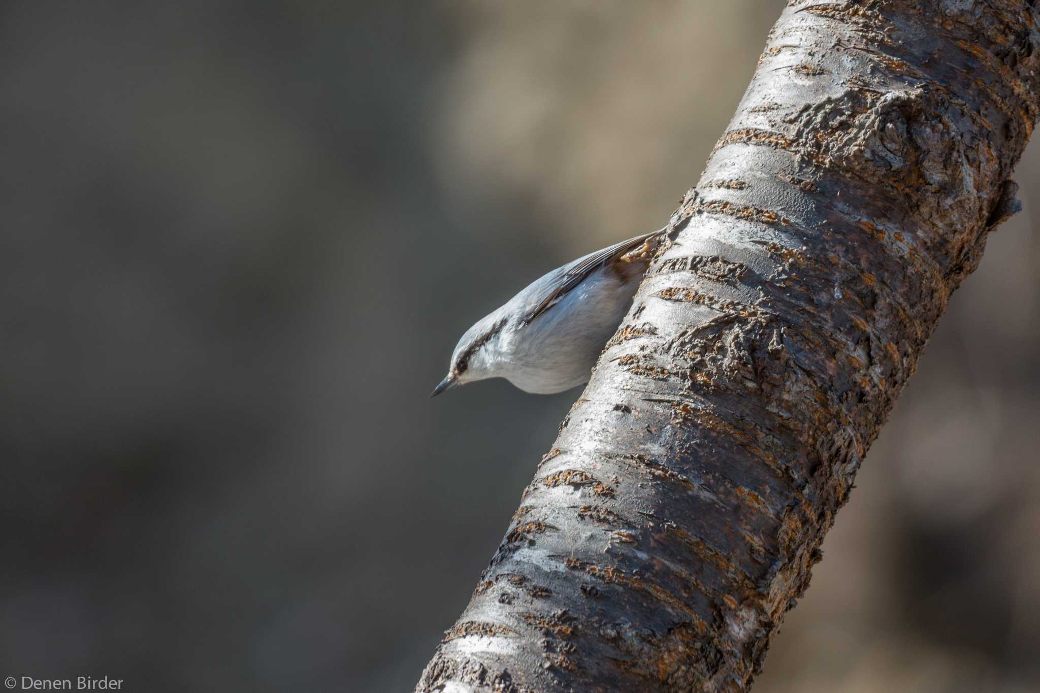 標津川 シロハラゴジュウカラの写真 by 田園Birder