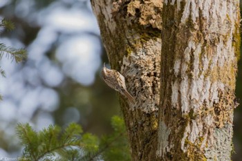 Eurasian Treecreeper(daurica) 標津川 Sat, 3/16/2024