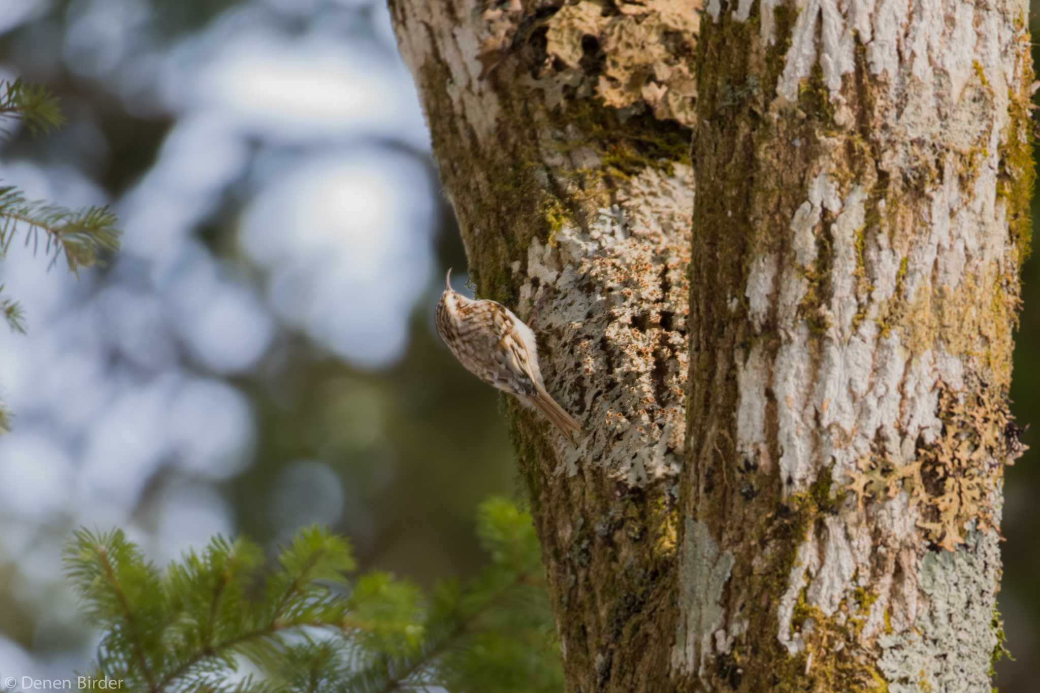 Eurasian Treecreeper(daurica)