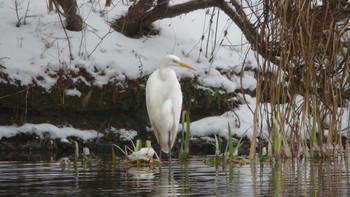 Great Egret Tomakomai Experimental Forest Sat, 12/15/2018