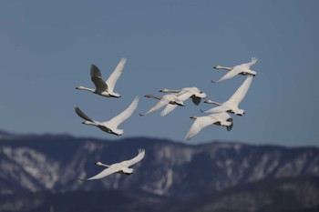 コハクチョウ 湖北湖岸 2024年2月3日(土)