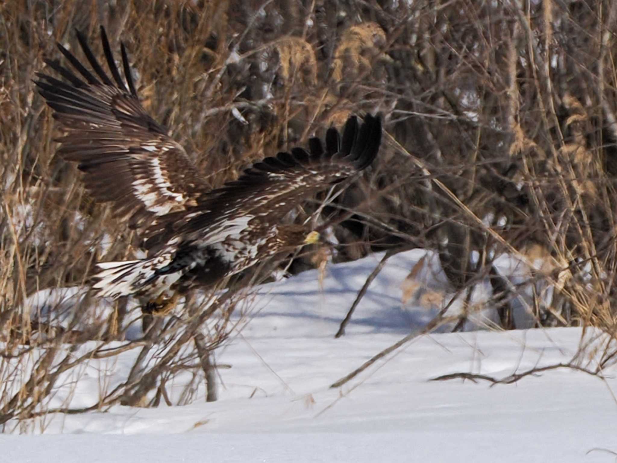 White-tailed Eagle