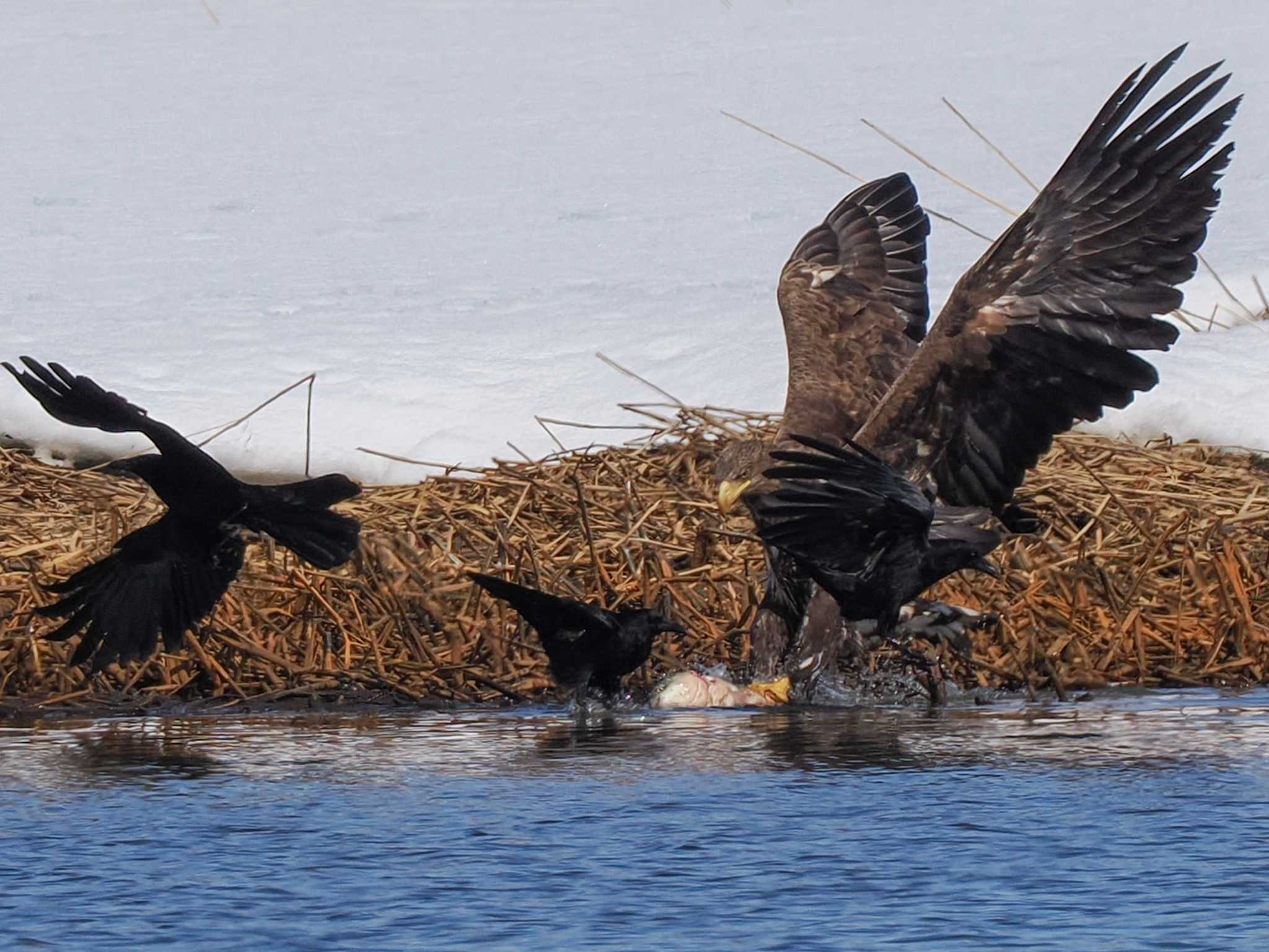 Photo of White-tailed Eagle at 石狩 茨戸川 by 98_Ark (98ｱｰｸ)