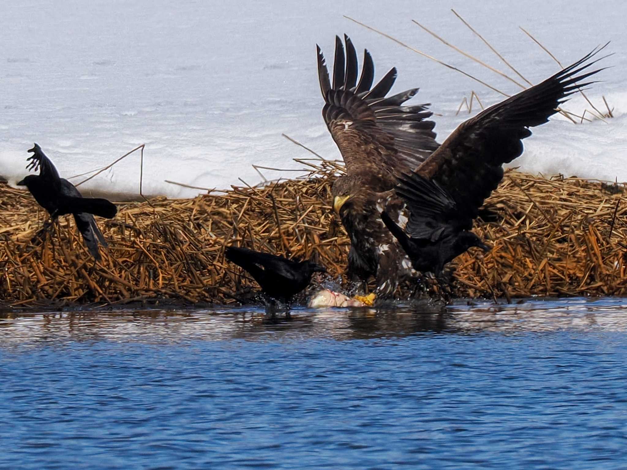 White-tailed Eagle